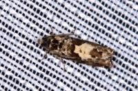Pammene argyrana