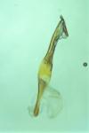 Chionodes fumatella