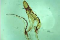Chionodes fumatella