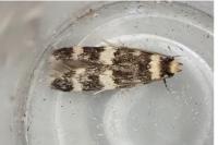 Oegoconia uralskella uralskella
