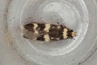 Oegoconia uralskella uralskella