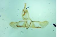 Oegoconia uralskella uralskella