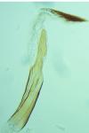 Oegoconia uralskella uralskella