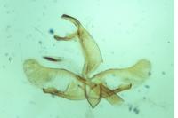 Oegoconia uralskella uralskella