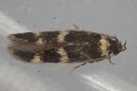 Oegoconia deauratella