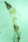 Oegoconia deauratella