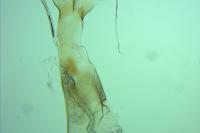 Oegoconia deauratella