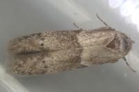 Hypatopa segnella