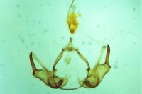 Hypatopa segnella