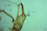 Hypatopa segnella
