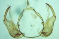 Hypatopa segnella