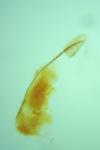 Hypatopa segnella