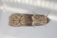 Hypatopa segnella