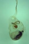 Hypatopa segnella
