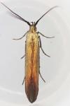 Coleophora alcyonipennella