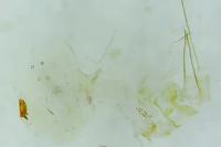 Batia lunaris