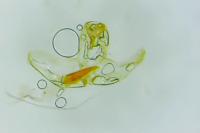 Batia lunaris