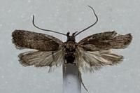 Agonopterix oinochroa