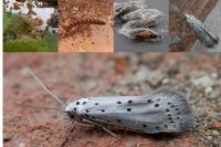 Yponomeuta padella