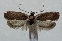Agonopterix oinochroa