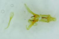 Nothris congressariella