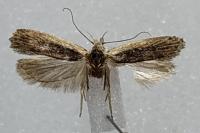 Nothris congressariella