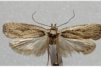 Agonopterix yeatiana