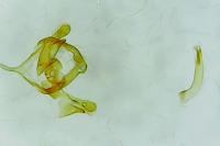 Psyche crassiorella