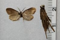 Psyche crassiorella