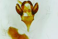 Epichnopterix plumella