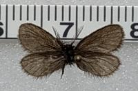Epichnopterix plumella