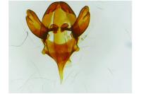 Epichnopterix plumella