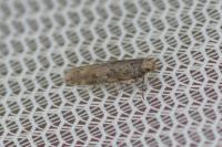 Scrobipalpa salinella