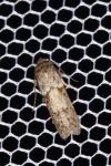 Blastobasis glandulella