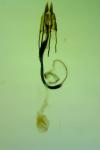 Coleophora alcyonipennella