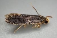 Monopis laevigella