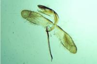 Monopis laevigella