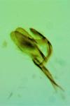 Monopis laevigella