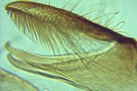 Monopis laevigella
