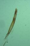 Monopis laevigella