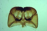 Cephimallota crassiflavella