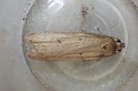 Acompsia tripunctella