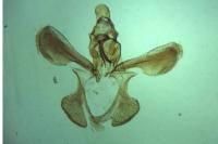 Acompsia tripunctella