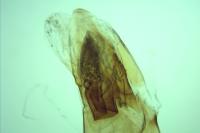Acompsia tripunctella