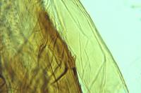 Acompsia tripunctella