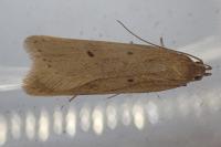 Acompsia tripunctella