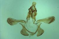 Acompsia tripunctella