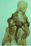 Acompsia tripunctella