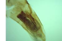 Acompsia tripunctella