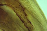 Acompsia tripunctella